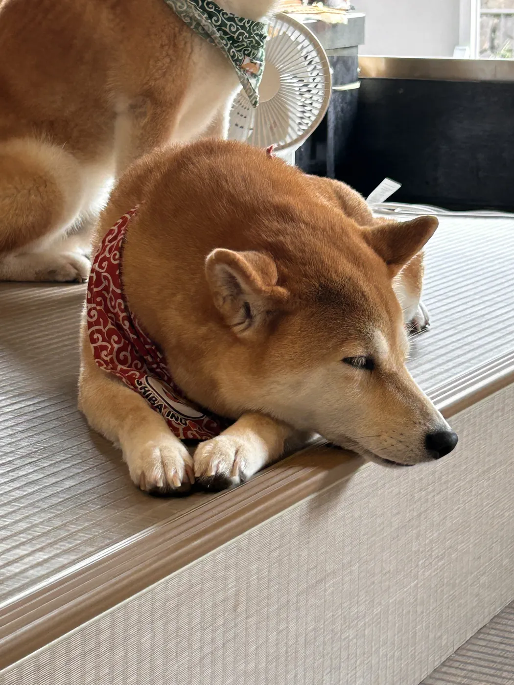 fuku